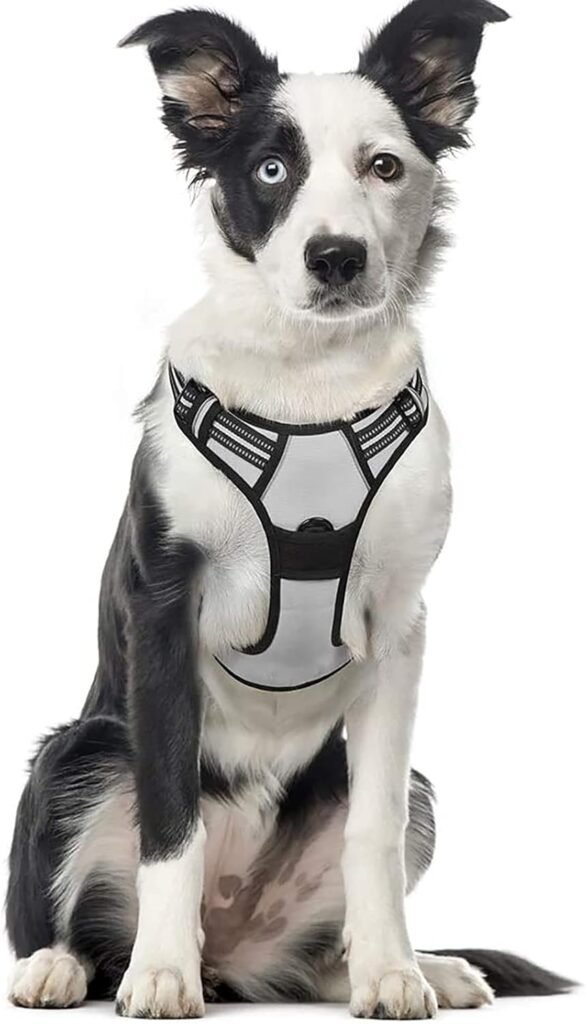 Border collie blanco y negro con arnes pechera antitirones RabbitGoo