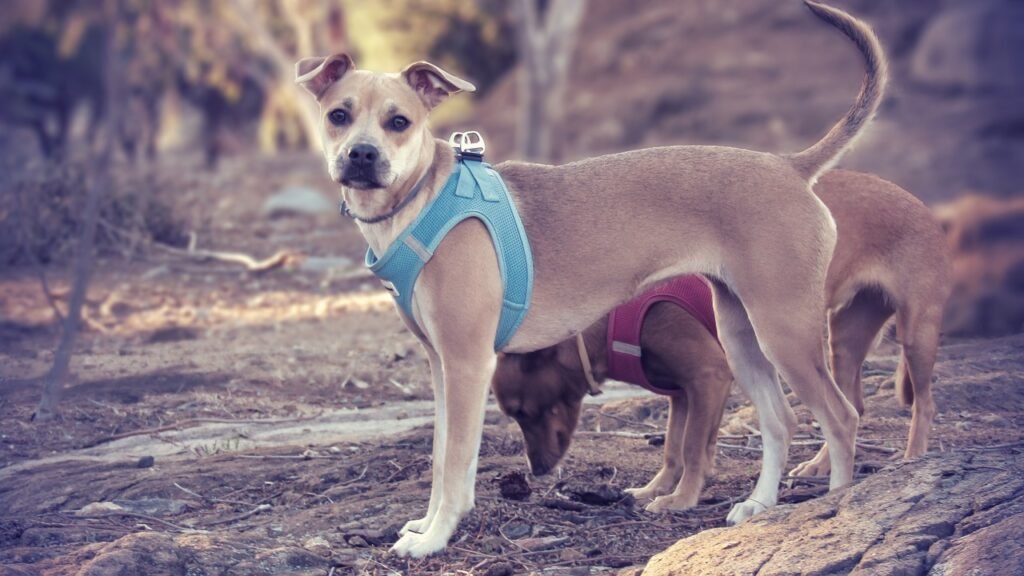 pechera para perro grande pitbull