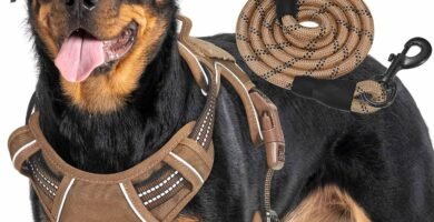 Arnés pechera Militar para perro de trabajo Haapaw Rottweiler