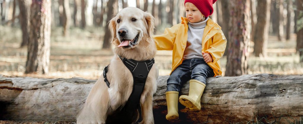 Perro labrador con arnes pechera anti tirones y antiescape Eagloo