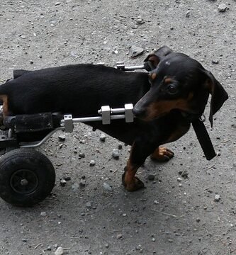 Teckel Arnes perro problemas espalda