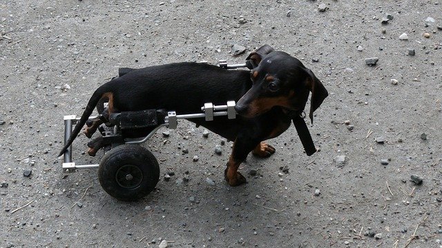 Teckel Arnes perro problemas espalda