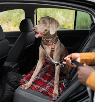 Arnes para perros - Cinturon de seguridad