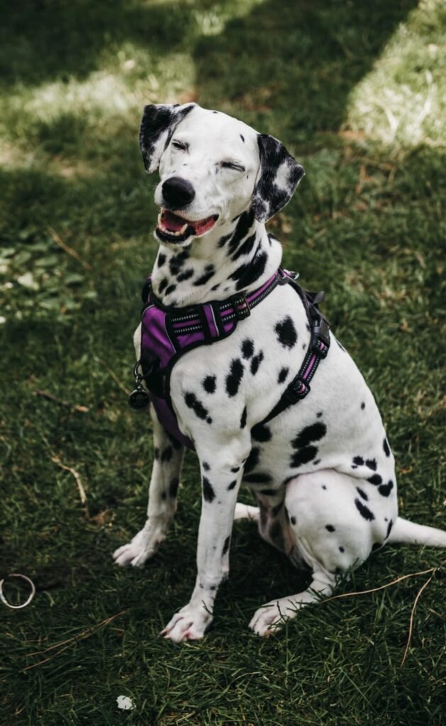 Arnés pechera RabbitGoo - Dálmata Rita
