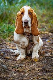 Basset Hound