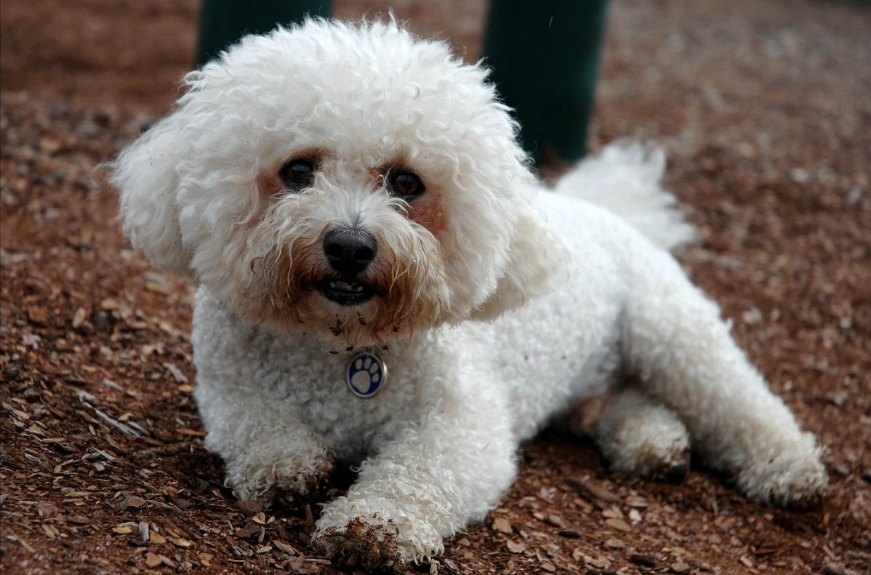 Bichón Frisé