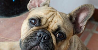 Bulldog Francés