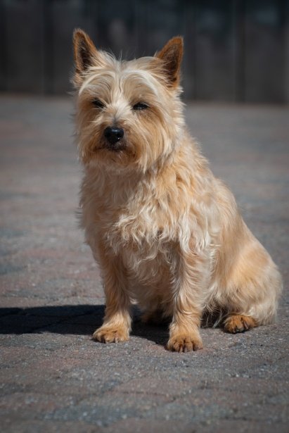 Cairn Terrier