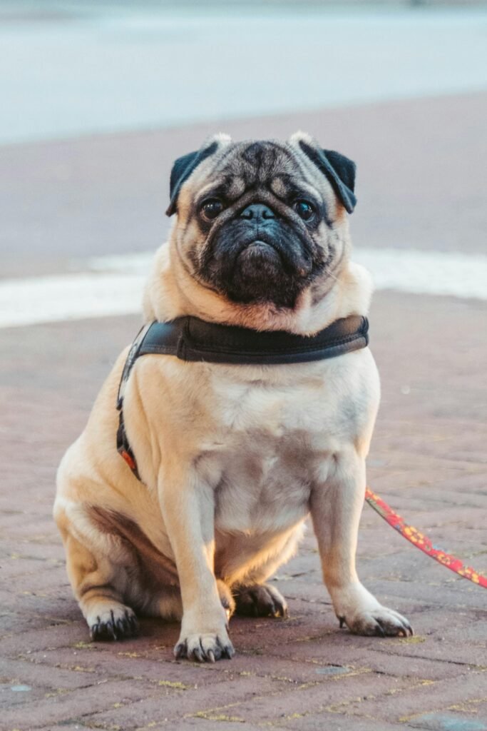 Carlino