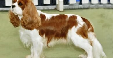 Cavalier King Charles