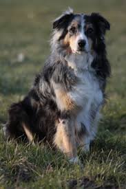 Collie