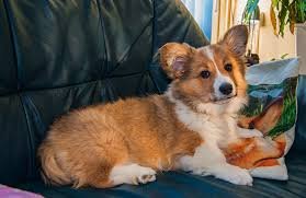 Corgi Galés