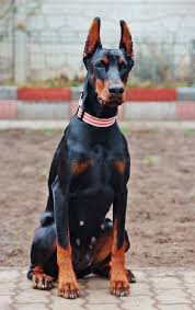 Doberman