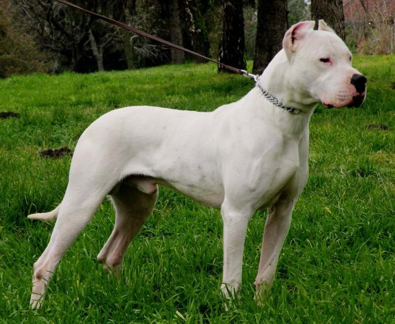 Dogo Argentino