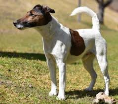 Fox Terrier de Pelo Liso