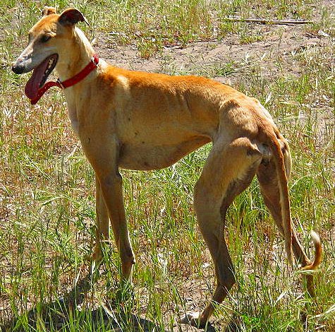 Galgo Español