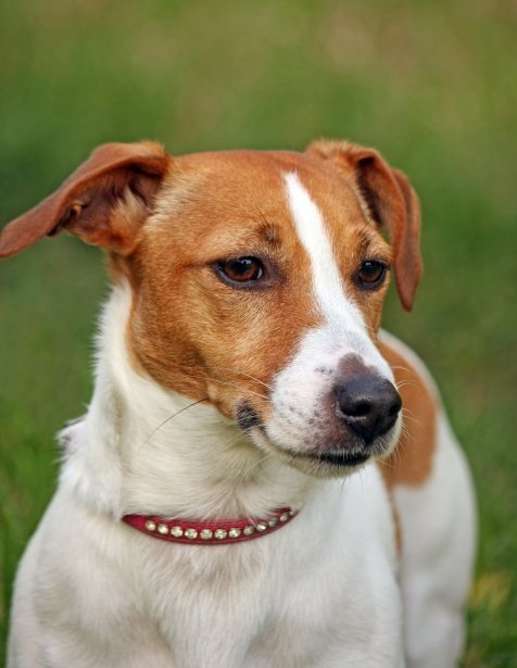 Jack Russell Terrier