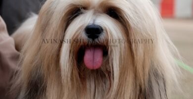 Lhasa Apso