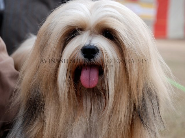 Lhasa Apso