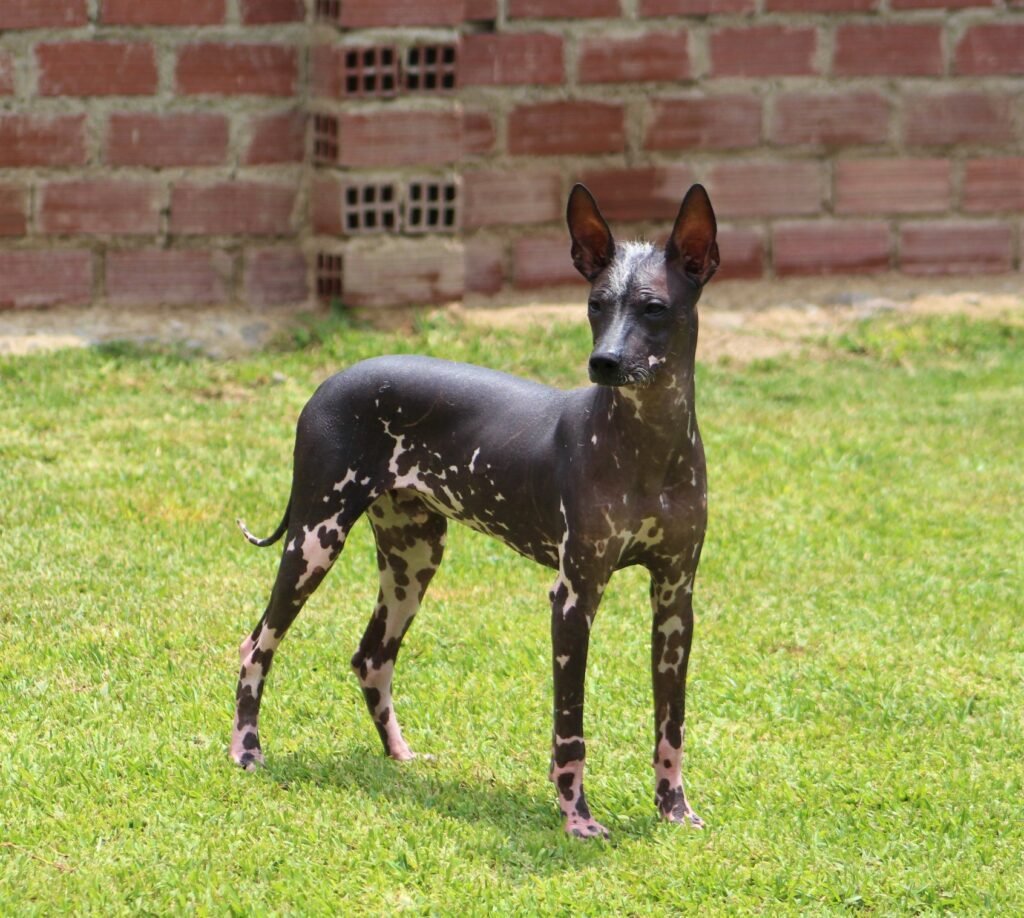 Perro sin pelo del Perú