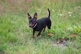 Pinscher Miniatura