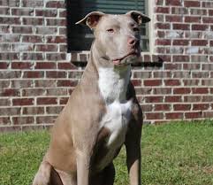 Pitbull Terrier