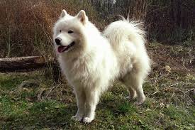 Samoyedo