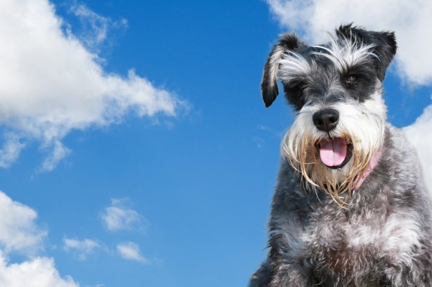 Schnauzer Mediano