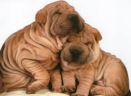 Shar Pei