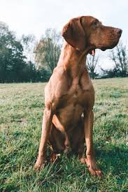 Vizsla