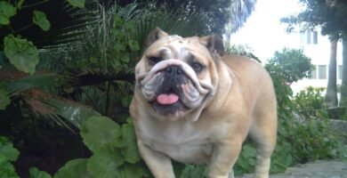 Bulldog_ingles_hembra